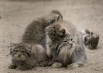 “Mia the Pallas’s Cat: Navigating Motherhood’s Challenges with Feline Grace”