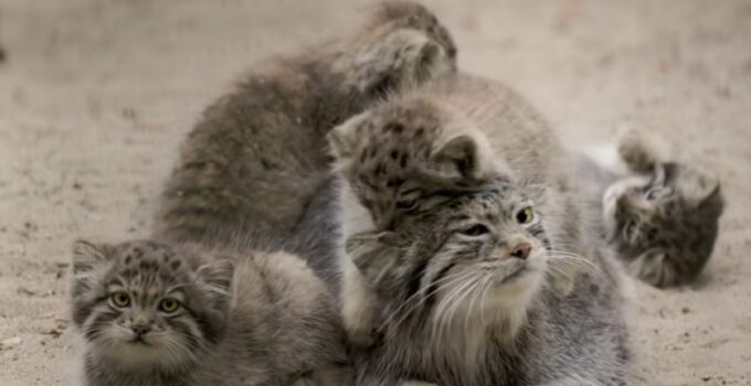 “Mia the Pallas’s Cat: Navigating Motherhood’s Challenges with Feline Grace”