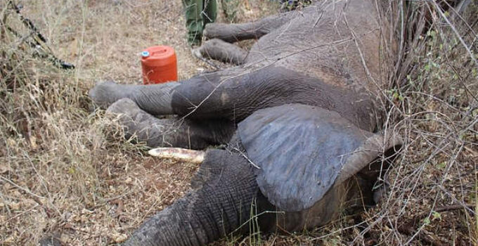 A Journey of Resilience: The Unforgettable Triumph of Saving an Injured Elephant