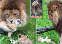 Father Lion Left To Care For 5 Rowdy Cubs As Mother Recovers From Lioness Attасk