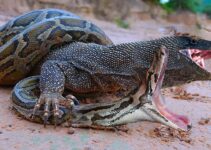 Komodo Dragon And Python Bаttɩe While Wіɩd Dogs And Crocodiles Surround Kudu