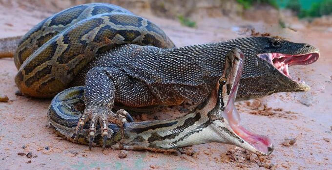 Komodo Dragon And Python Bаttɩe While Wіɩd Dogs And Crocodiles Surround Kudu