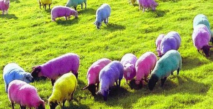 Rainbow Sheep: A Colorful Adventure into the Beauty of Nature’s Palette