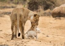 Witnessing the Incredibly Rare White Lion Cub Roaming Wild in South Africa (Video)