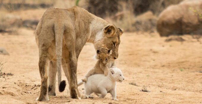 Witnessing the Incredibly Rare White Lion Cub Roaming Wild in South Africa (Video)