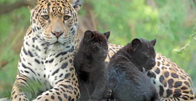 Enchanting Encounter: Jaguar Mother’s Playful Moments with Black Panther Cub (Video)