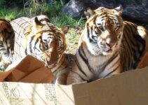 Big Cats Unleash Their Inner Kittens with Boxes