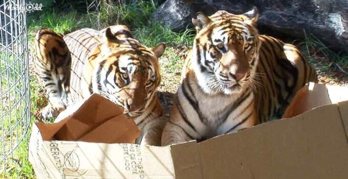 Big Cats Unleash Their Inner Kittens with Boxes