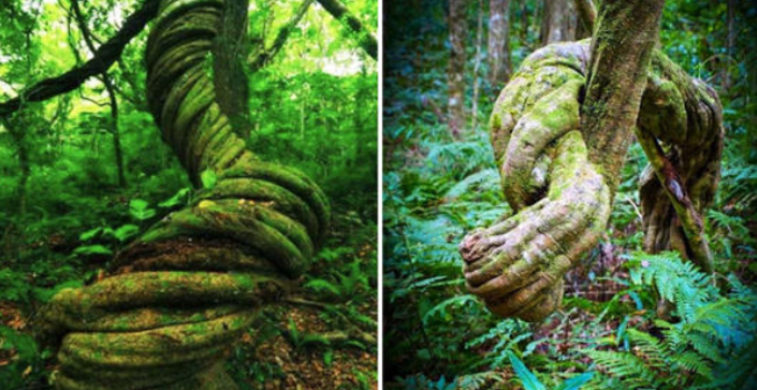 Nature’s Enigmatic Sculptures: Unveiling the World’s Most Peculiar and Twisted Ancient Trees that Defy Logic and Captivate the Imagination