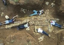 Fossil Hunters Unearth Incredible ‘Rosetta Stone’ Skeleton of a Dinosaur That Roamed Australia’s Vast Inland Sea 100 Million Years Ago.