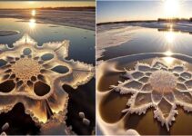 Ice Flowers: Delicate Creations Blossoming in Extreme Cold and Tranquil Conditions