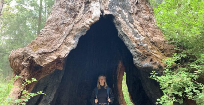 The Ancient Giants of Southwest Australia: Exploring the 5000-Year-Old Red Tingle Trees