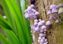 Discover the Enchanting World of Purple Mushrooms