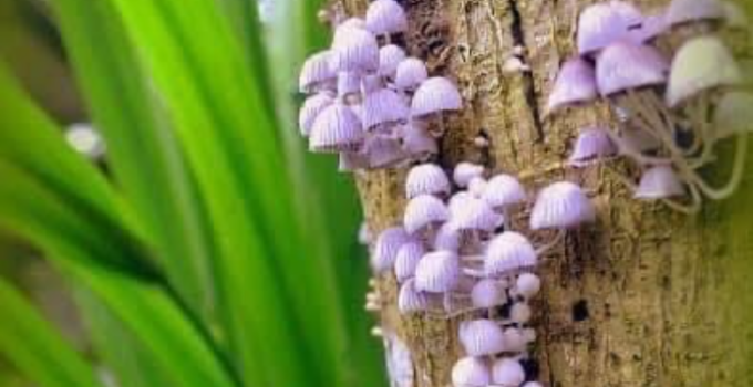 Discover the Enchanting World of Purple Mushrooms