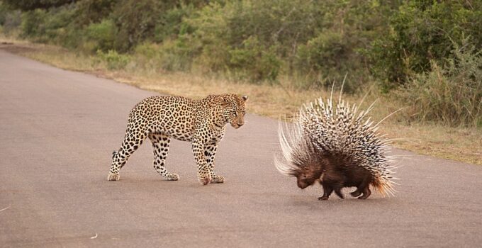 Hmmm, maybe I’m not so hungry after all: The leopard missed his grueling lunch because of the hedgehog