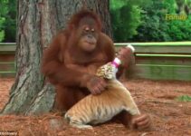 Unexpected Family: Orangutan Steps Up as ‘Mr. Mom’ to Three Baby Tigers, Nurturing with Love and Cuddles