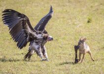 Uncompromising fight: Jackals and vultures compete for the right to eat wildebeest legs left behind in a survival mission