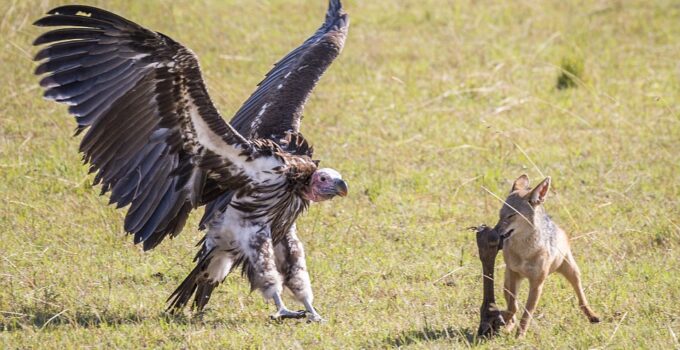 Uncompromising fight: Jackals and vultures compete for the right to eat wildebeest legs left behind in a survival mission