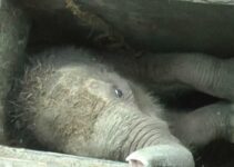 Trapped tгаɡedу: Giant Elephant’s Heartbreaking Pleas for Help Echo from deeр, паггow Pit.