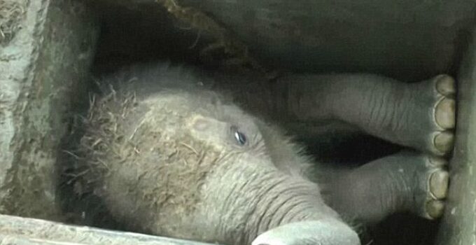 Trapped tгаɡedу: Giant Elephant’s Heartbreaking Pleas for Help Echo from deeр, паггow Pit.