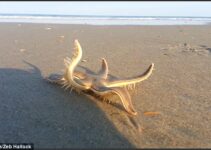 Discovering His Sea Legs: Incredible Footage Shows Starfish ‘Walking’ on Beach Before Being Returned to the Ocean