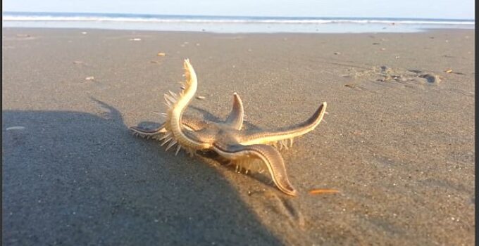 Discovering His Sea Legs: Incredible Footage Shows Starfish ‘Walking’ on Beach Before Being Returned to the Ocean