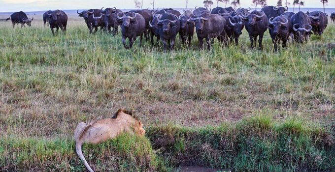 The rule is overturned: The moment the lion jumped into the river to escape when cornered by a herd of buffalo