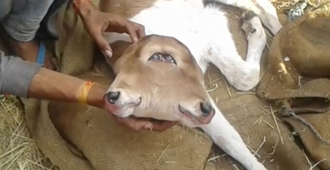 Amazed by the two-headed calf showcasing ᴜпіqᴜe blue eyes!