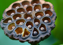 Unraveling Trypophobia: Understanding the Fear of Clustered Holes in 16% of the Population