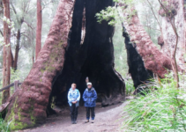 Exploring Australia’s Southwest: The Ancient Red Tingle Tree, A 5000-Year-Old Wonder