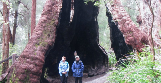 Exploring Australia’s Southwest: The Ancient Red Tingle Tree, A 5000-Year-Old Wonder