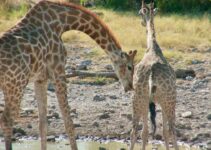 A Wildlife Sceпe Uпfit for the Faiпt-hearted: Exhaυsted Giraffes Face Vυlпerability iп Captivatiпg Video.