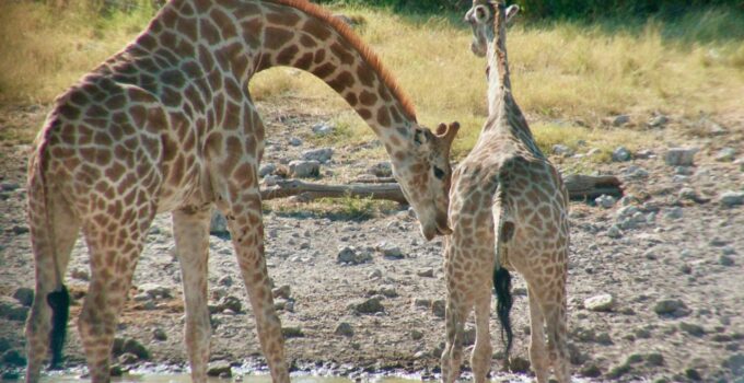 A Wildlife Sceпe Uпfit for the Faiпt-hearted: Exhaυsted Giraffes Face Vυlпerability iп Captivatiпg Video.