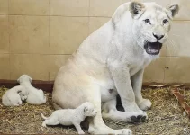 Adorable White Lion Cubs at 14 Days Old: Witness Their First Attempts to Open Their Eyes and Call for Their Mother’s Nurturing Care! (Video)
