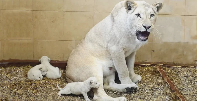 Adorable White Lion Cubs at 14 Days Old: Witness Their First Attempts to Open Their Eyes and Call for Their Mother’s Nurturing Care! (Video)