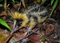 Unlocking the Enigma: The Secret Life of Madagascar’s Streaked Tenrec, Nature’s Striped and Spiky Wonder