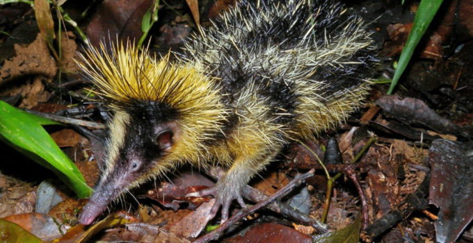 Unlocking the Enigma: The Secret Life of Madagascar’s Streaked Tenrec, Nature’s Striped and Spiky Wonder