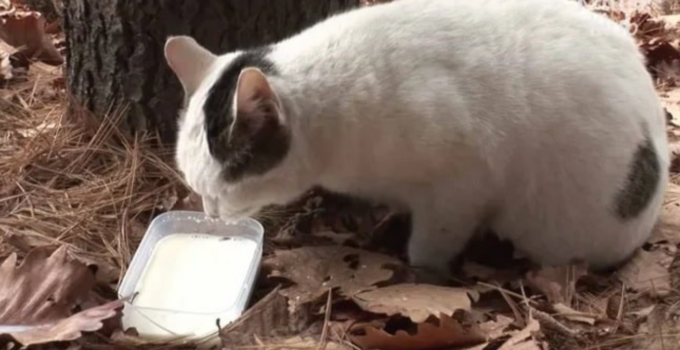 Sad Cat That Can’t Accept the Reality of Being Abandoned