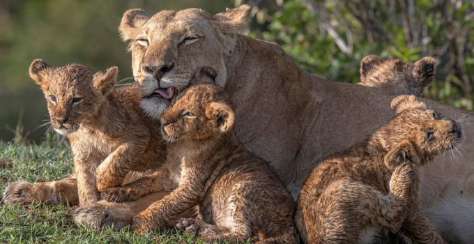 Pride of the Waters: Brave Lion Cubs Take the Plunge in Kenyan Waters, Basking in the Sun with Mother by Their Side