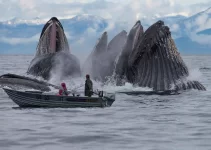 Stunning Images Capture Ocean’s Gentle Giants in Full Flight as They Feed Off Alaska