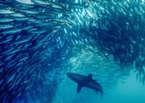 The Sardine Run: South Africa’s Thrilling Annual Spectacle (VIDEO)