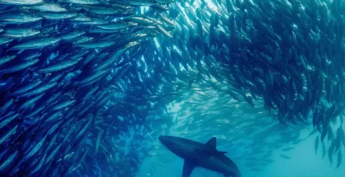 The Sardine Run: South Africa’s Thrilling Annual Spectacle (VIDEO)