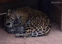Lamz.Guardian Jaguar Mother: Witness the Adorable Twin Cubs Protected in the Untamed Wilderness of Argentina (Video)