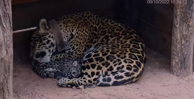 Lamz.Guardian Jaguar Mother: Witness the Adorable Twin Cubs Protected in the Untamed Wilderness of Argentina (Video)