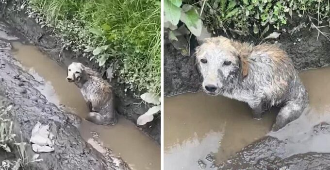 Trapped within a filthy drain, he held onto the possibility of rescue, sending a hopeful gaze towards spectators, yearning for assistance.