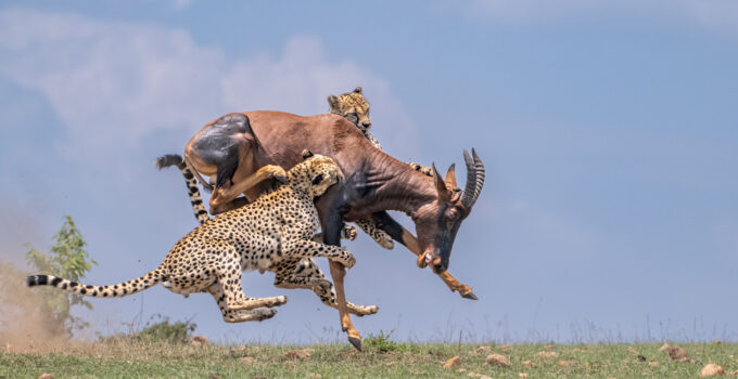 Dramatic moment a leopard grabs a giant antelope and wrestles it to the ground before swallowing it along with its herd.