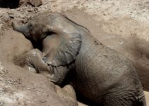 Tender Reunion: Baby Elephant’s Emotional Journey to Reconnect with Its Mother