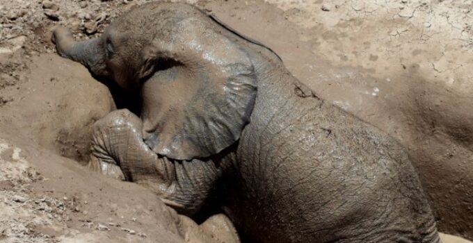 Tender Reunion: Baby Elephant’s Emotional Journey to Reconnect with Its Mother