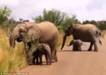 Joyful Elephant’s Delightful ѕһeпапіɡапѕ for Sweet Treats from Caring Keeper