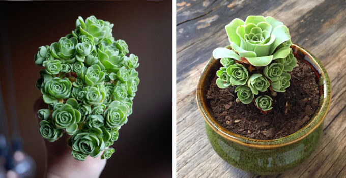 Meet the Greenovia Dodrentalis! Their rose-like, layered petals make them a ᴜпіqᴜe succulent.